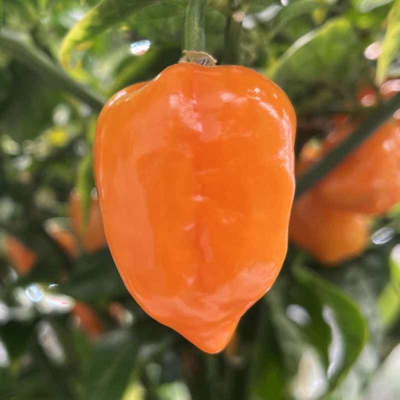 Lemon Reaper Orange