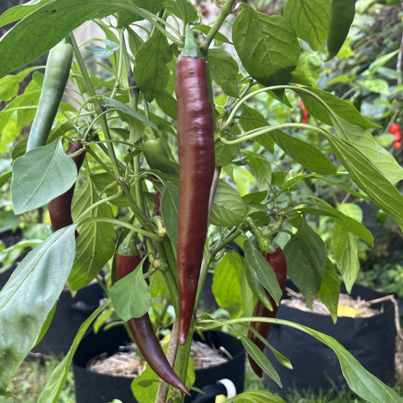 Cayenne Chocolate