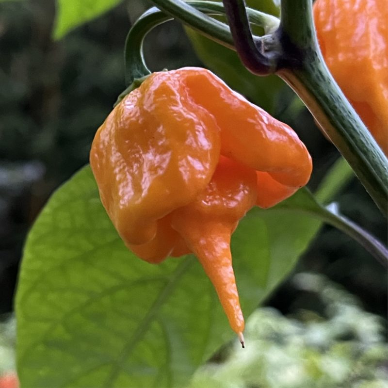 Trinidad Scorpion Butch-T Yellow