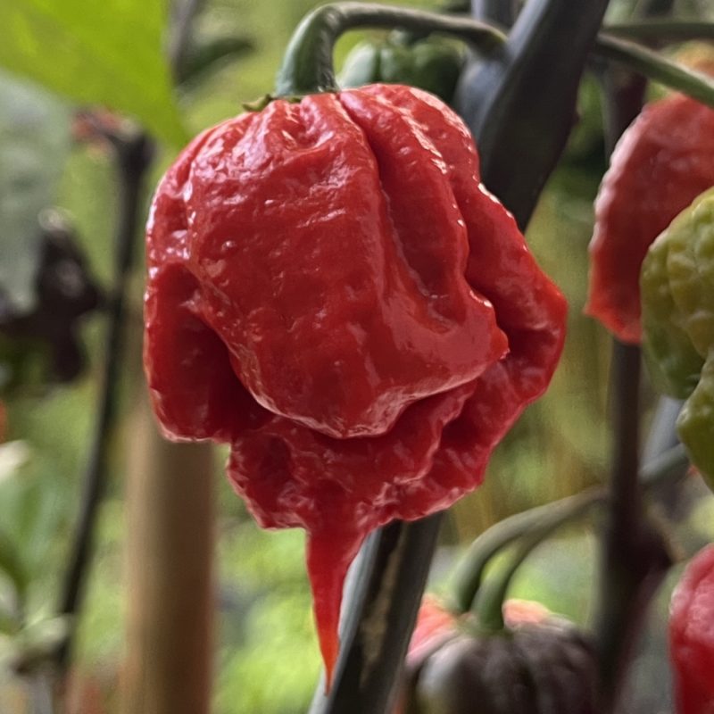 Carolina Reaper x 7 Pot Lava