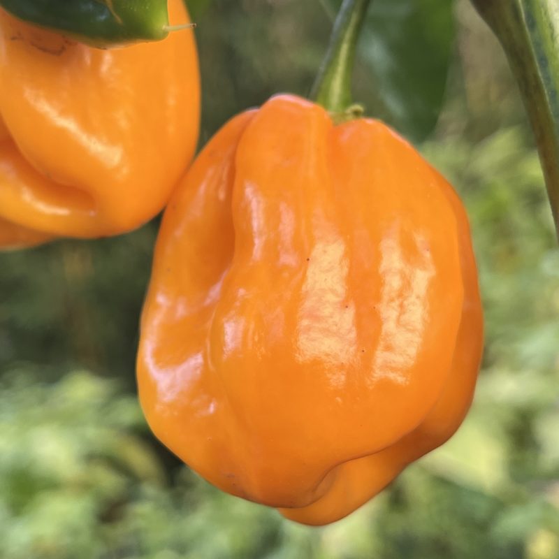 Habanero Orange