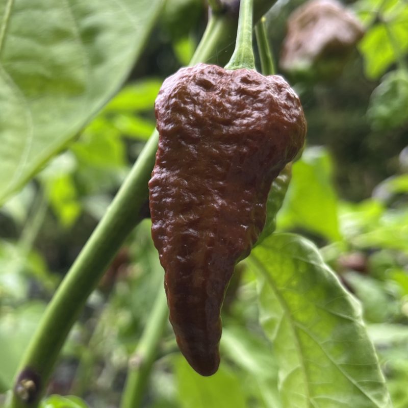 Primotalii x Moruga Chocolate