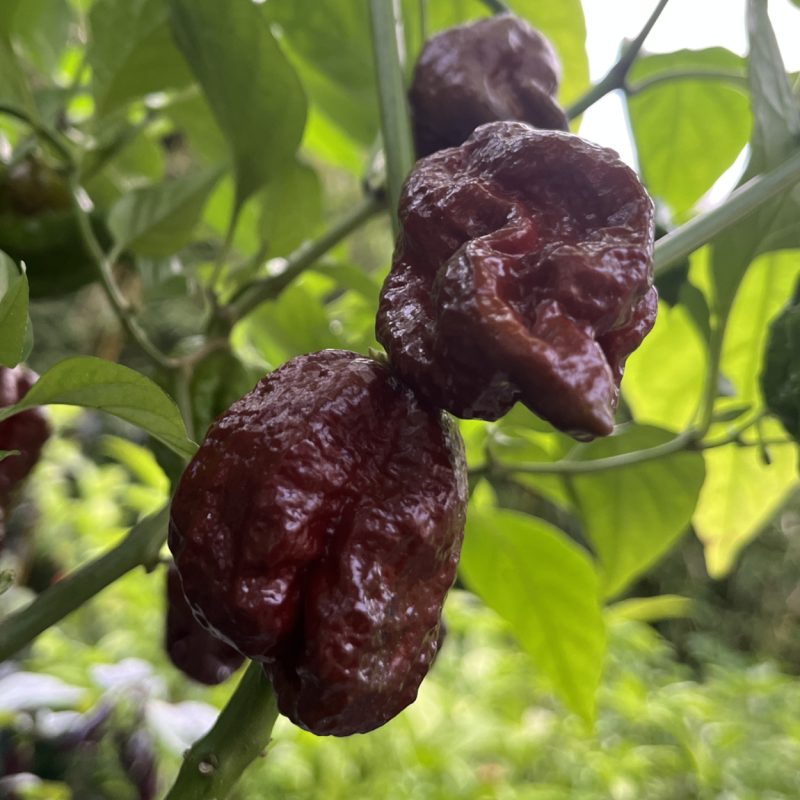 Trinidad Moruga Scorpion Chocolate