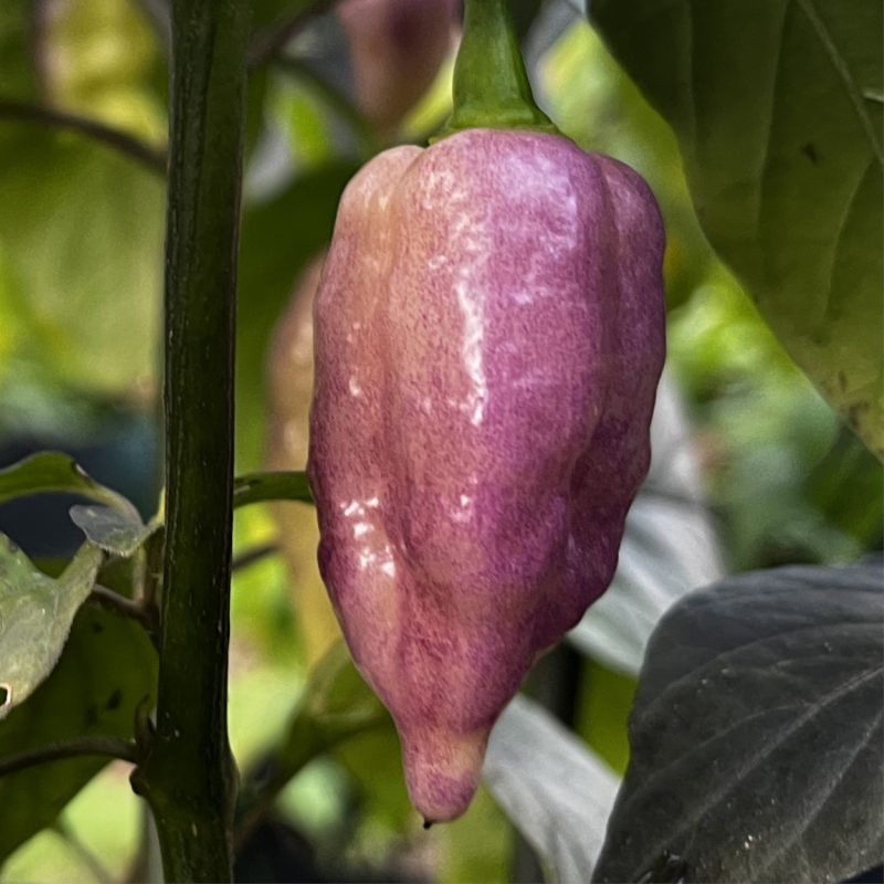 Taj Mahal Pink Peach