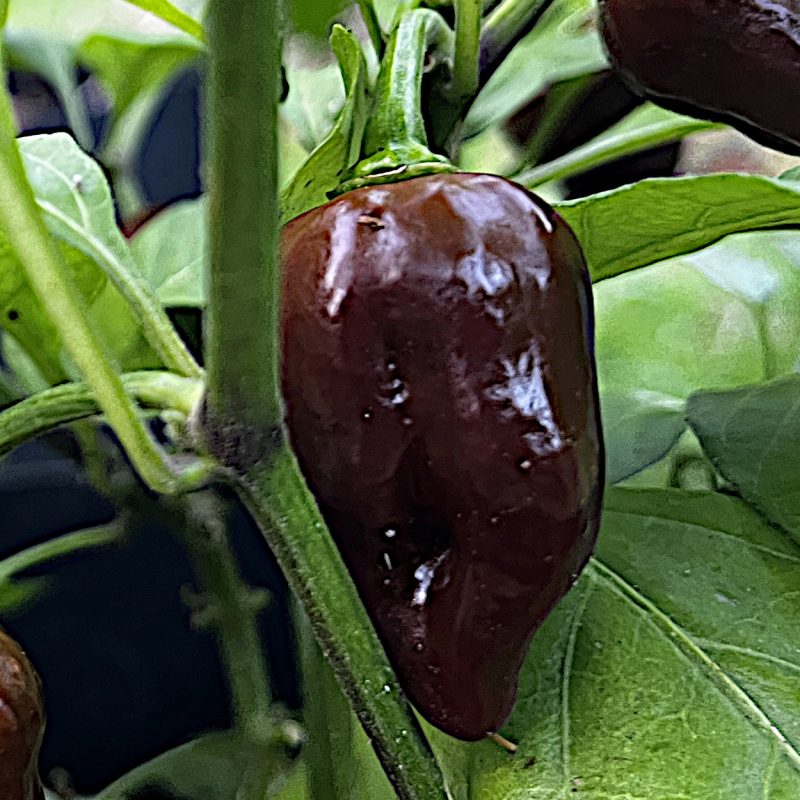 BBM x Scorpion Chocolate