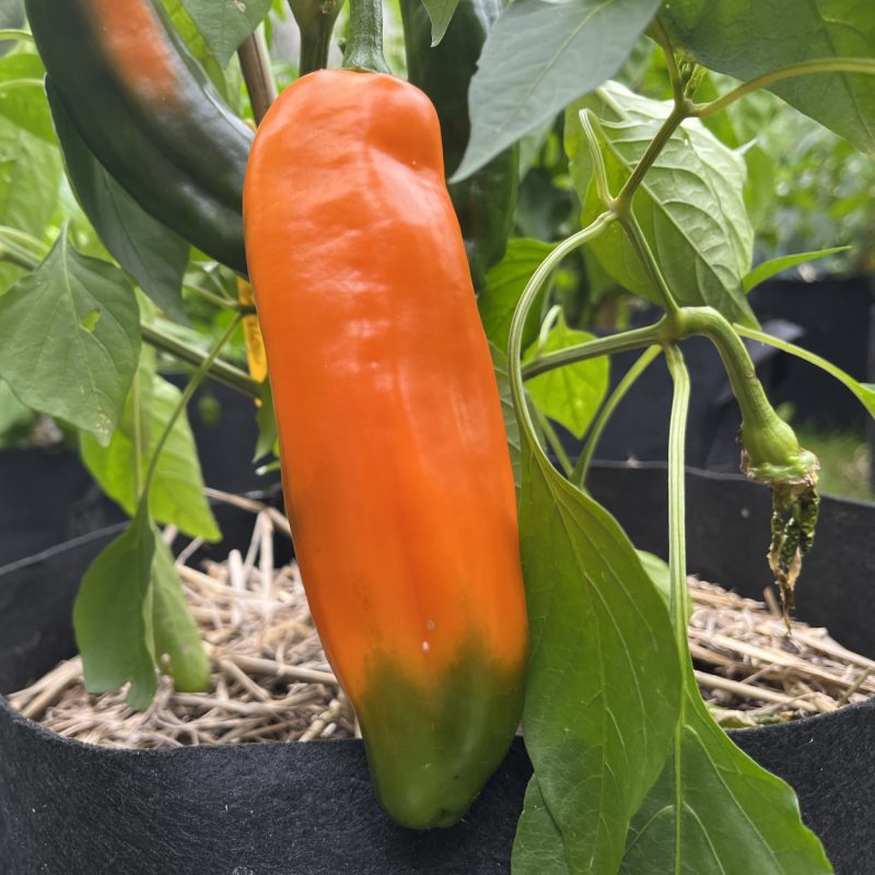 NuMex Big Jim Orange