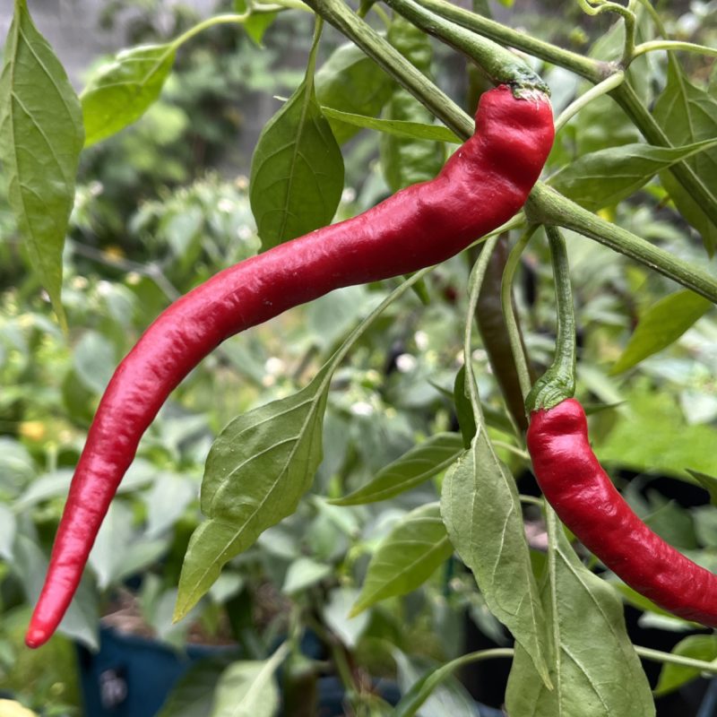 Cayenne Long
