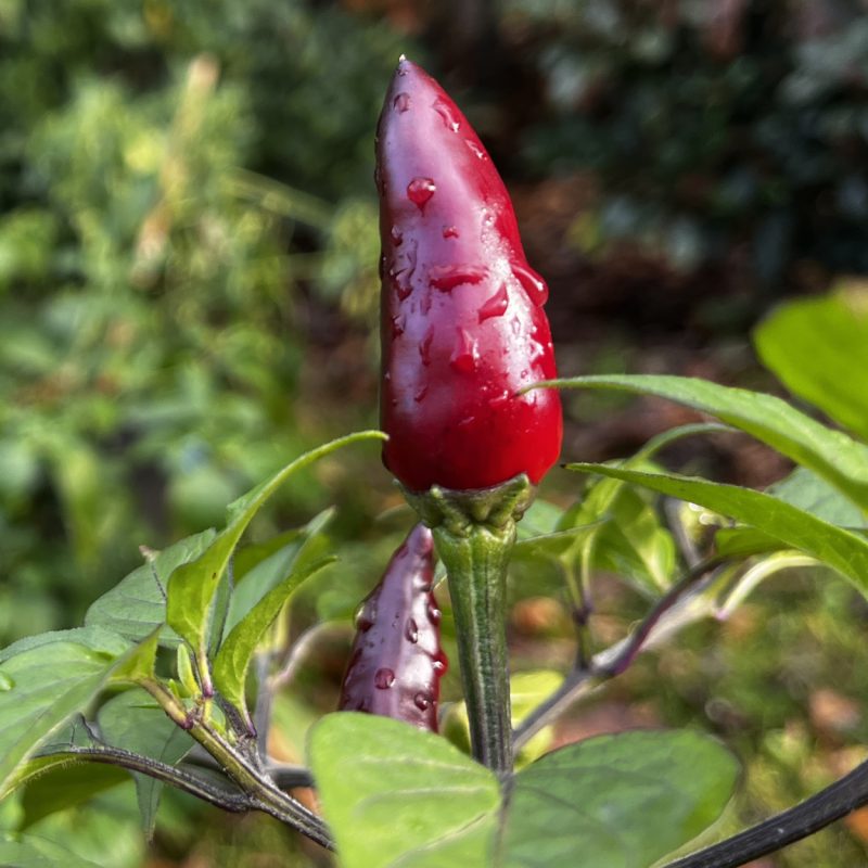 Cayenne Purple