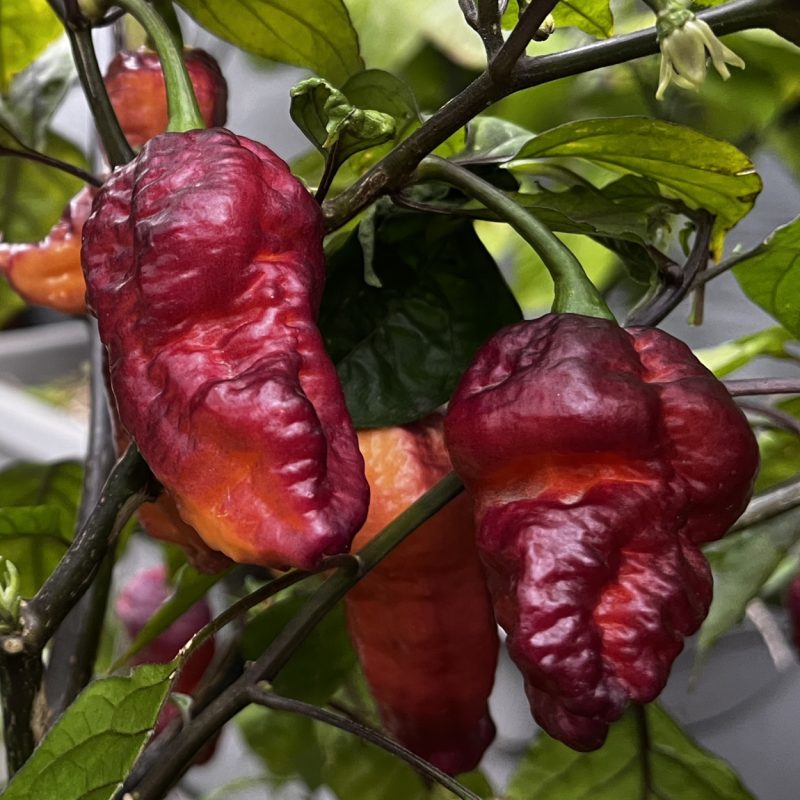 Gold Ghost x Pink Tiger