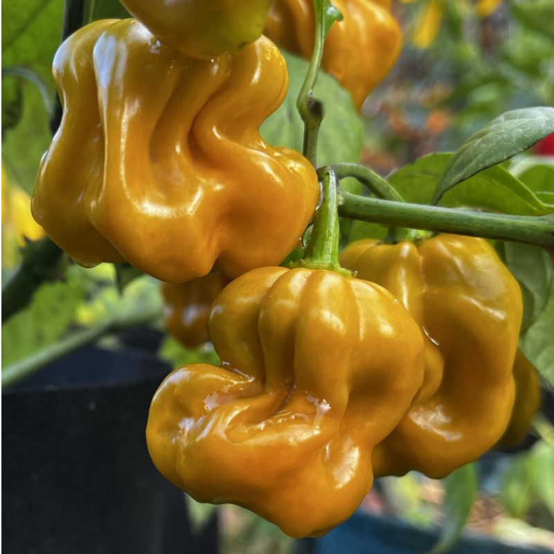 Habanero Mustard