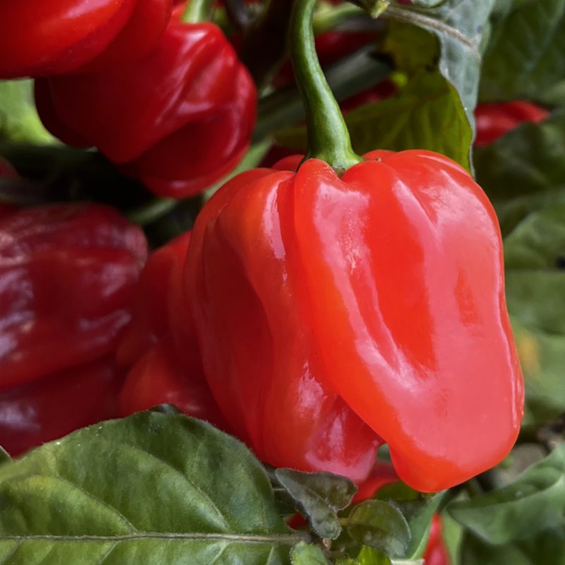 Habanero Red