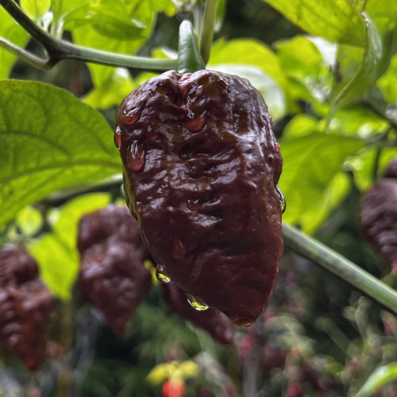 Indian Ghost Chocolate