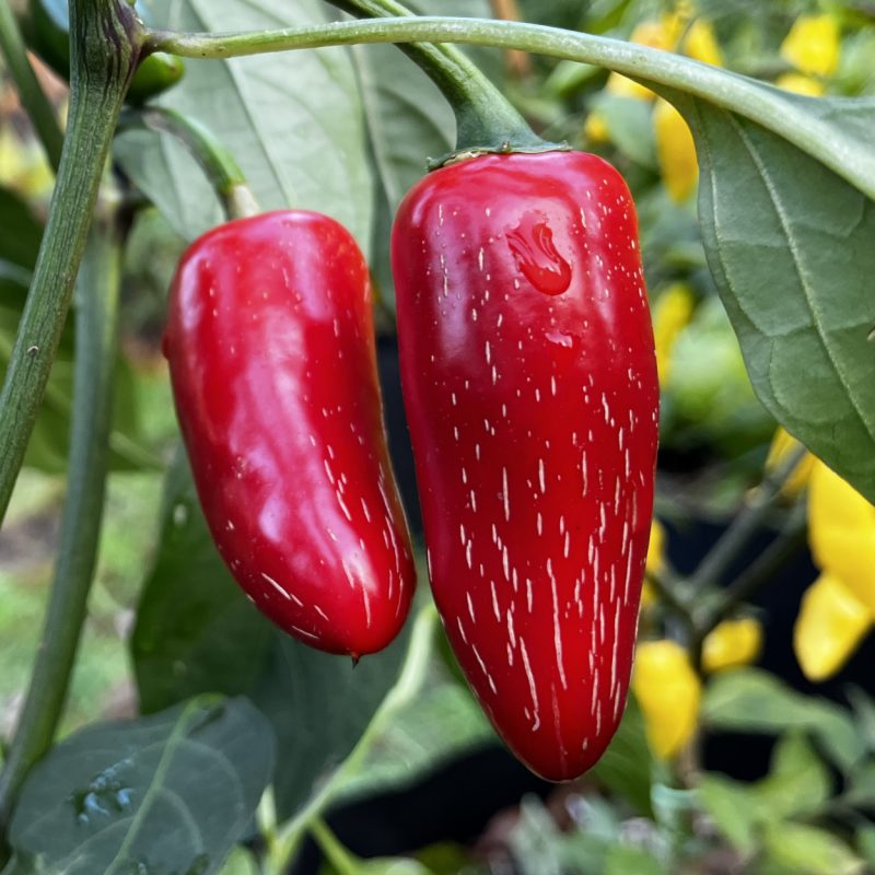 Jalapeno Mucho Nacho