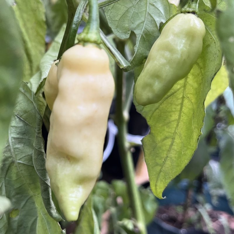 Fatalii White