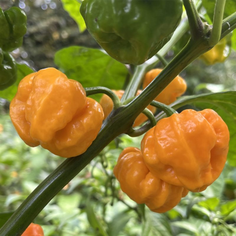 Scotch Bonnet Farmer's market