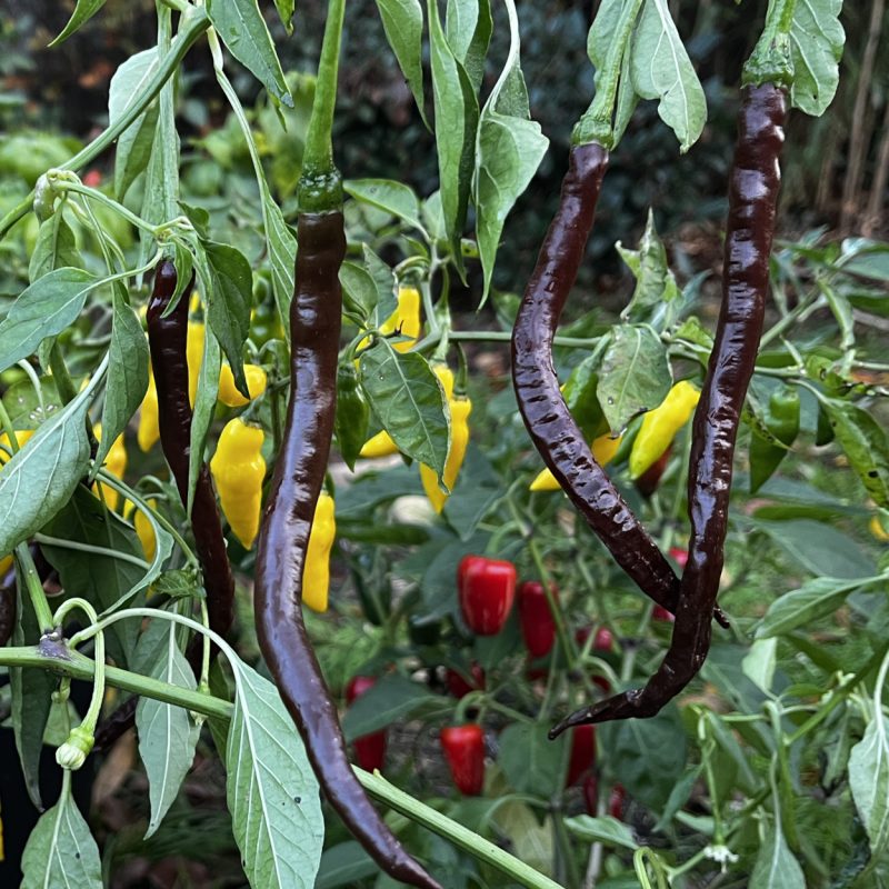 Thunder Mountain Longhorn Chocolate